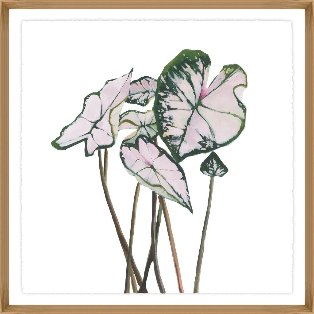 Variegated III
